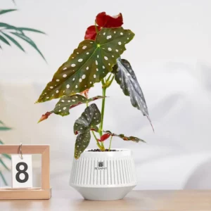 Meshpot Home Plants Pot Desk Flower Pot with Saucer for House Decoration Holiday Gift Planter 12cm - Image 5