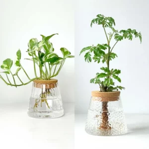 2/1 Pcs Hydroponic Plants Glass Flower Pots Home Decoration Transparent Small Vase Plant Pots With Base Tray Garden Accessories - Image 6