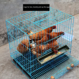 70X51X61cm HEN metal mesh egg hen chicken house cage animals box for Farm Poultry Automatic pick up - Image 5