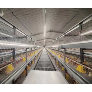 Industrial Poultry Equipment Chicken Farming H Type Layer Pullet Cages Baby Chicken Cages for 10000 Chickens Farming - Image 4